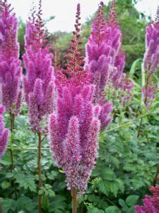 Perennial Flowers That Love Shade Shifting Roots