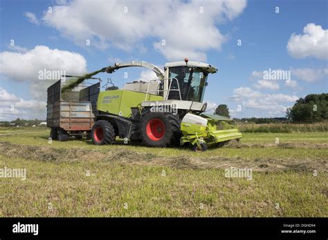 Forage Harvesting Silage Claas Jaguar 850 Forage Harvester Cutting