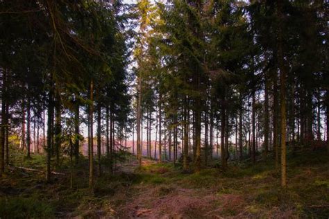 Mosshult I V Stkusten Hylte Kommun G Rd Skog Till Salu Hemnet