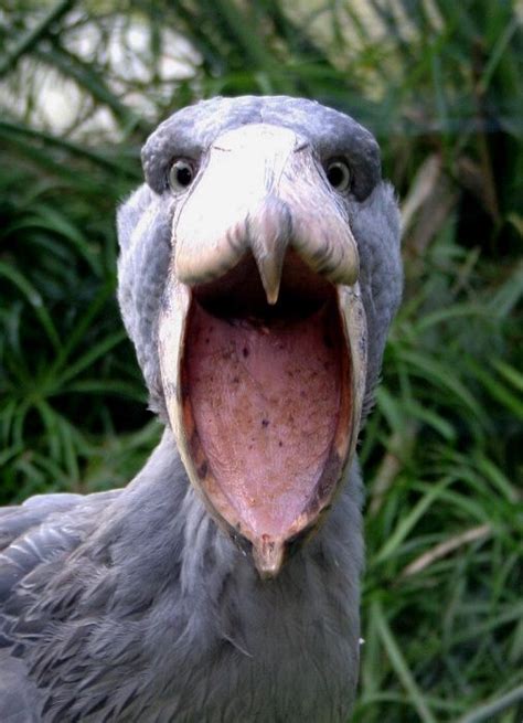 Shoebill Stork Balaeniceps Rex © Zdeněk Chalupa Shoebill Shoebill