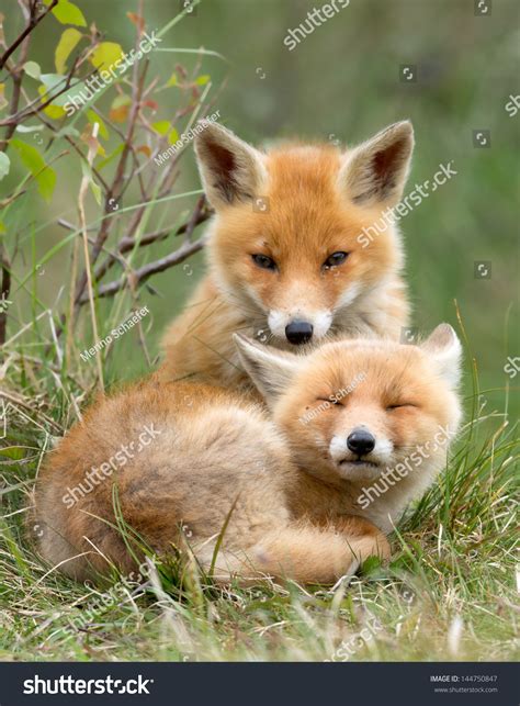 Red Fox Cubs Cuddling Stock Photo 144750847 : Shutterstock