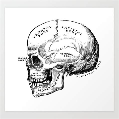 Anatomy of a Skull Art Print by Medicalcortex | Skull art print, Skull ...