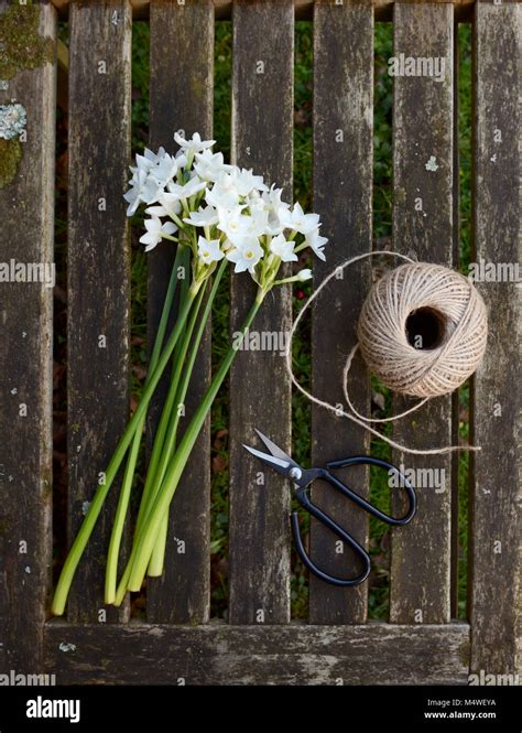 Long Narcissi Stems On A Wooden Bench With A Ball Of Twine And