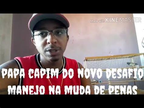 Papa Capim Do Novo Desafio Manejo Na Muda De Penas Mano Tom Youtube