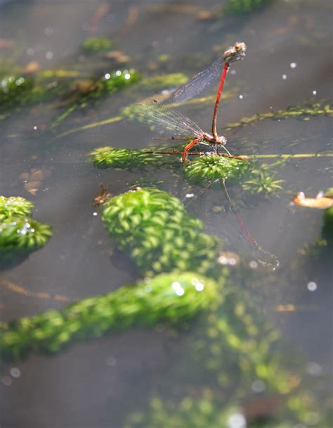 Large Red Damselflies Laying Pyrrhosoma Nymphula Barney Livingston