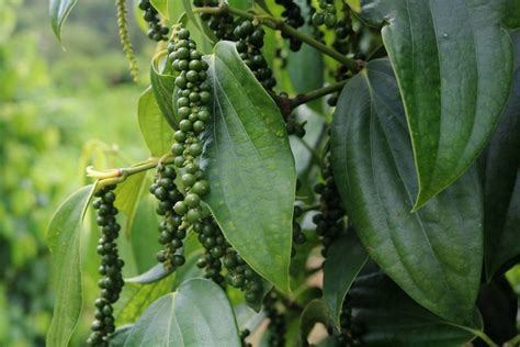 Best Quality Pure Sarawak Pepper Ground Peppercorn Great