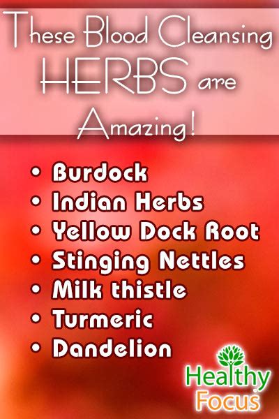 7 Powerful Blood Cleansing Herbs - Healthy Focus