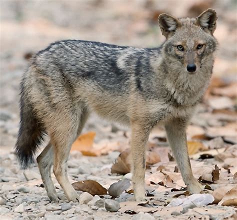 Abe's Animals: My favorite golden jackal subspecies