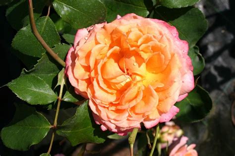 Edelrose Albrecht Dürer Rose ® Expertenwissen Zu Dieser Rose