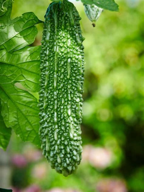 How To Grow Bitter Gourd Karela At Home