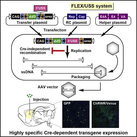 Highly Selective Transgene Expression Through The Flip Excision Switch