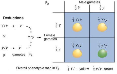 Monohybrid Cross