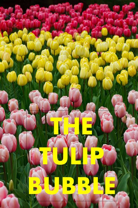 tulip_bubble | Cape Ann Community Cinema