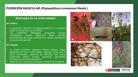 Enfermedades Del Palto Descripci N Y Manejo Biol Gico Ppt