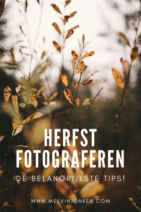 Gouden Tips Voor Bos Fotografie Tijdens De Herfst Artofit