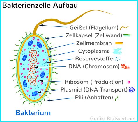 Bakterien Einzeller Prokaryoten einfach erklärt