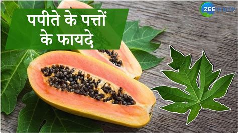 Health Benefits Of Papaya Leaf Know How To Consume Papaya Leaf Samp सेहत के लिए फायदेमंद है