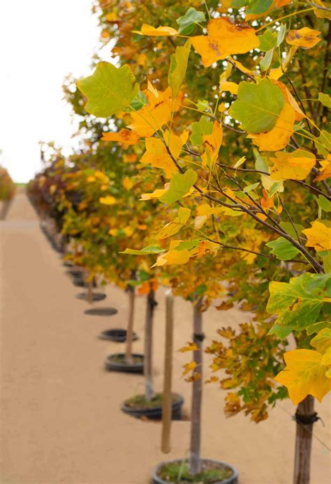 The Crimson Sunset Maple Tree | Garden Gate Nursery