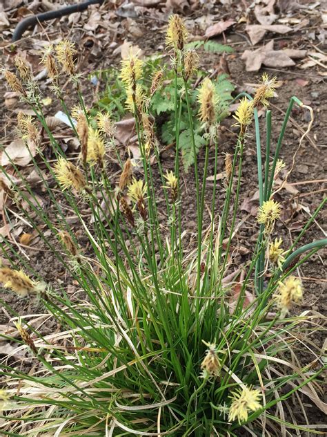 12 Carexpensylvanicainflorescences