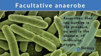 Facultative anaerobe Definition and Examples - Biology Online Dictionary