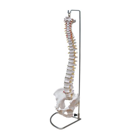 Maqueta Columna Vertebral con Fémur HM Medical