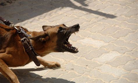 Tienes Un Perro Agresivo Aqu Te Explicamos A Qu Se Debe