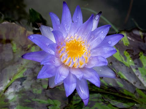 Star Of Siam Tropical Waterlily Splash Plants