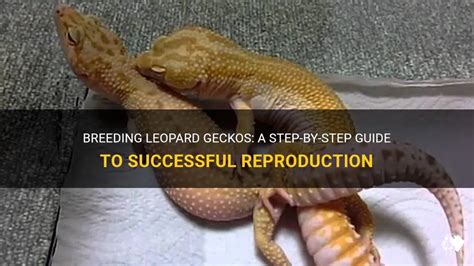 Breeding Leopard Geckos A Step By Step Guide To Successful