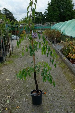 Prunus Kiku Shidare Zakura From Burncoose Nurseries Flowering Cherries