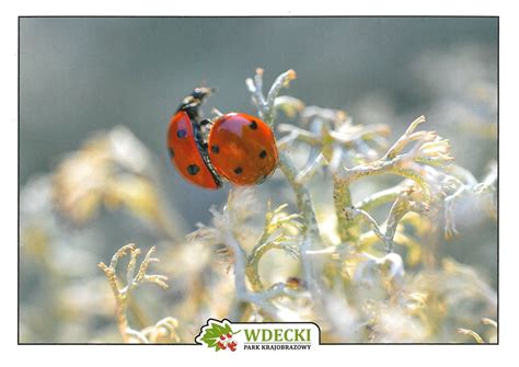 Wdecki Park Krajobrazowy Biedronka Siedmiokropka Coccinel Flickr