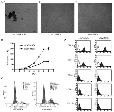 Morphology Growth Surface Antigens And Cell Cycle Of Mscs Derived