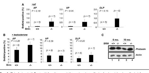 PDF The SWI SNF ATPase Brm Is A Gatekeeper Of Proliferative Control