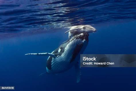 Free humpback whale Images, Pictures, and Royalty-Free Stock Photos ...