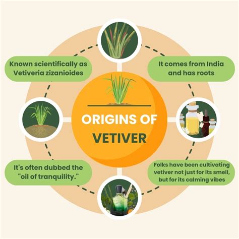 What Does Vetiver Smell Like 7Gents