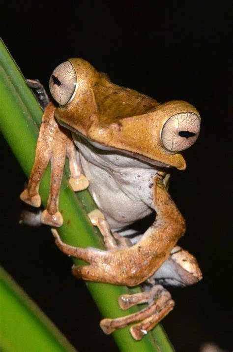 Tree Frog Malaysian Borneo F4 Inspirational Images