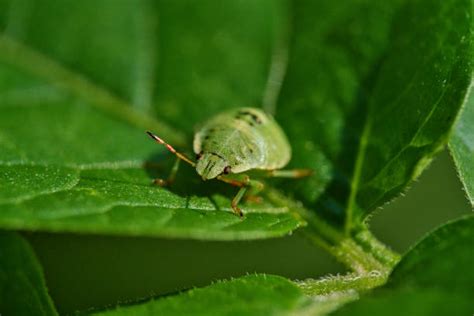 Stink Bug Larvae Stock Photos, Pictures & Royalty-Free Images - iStock