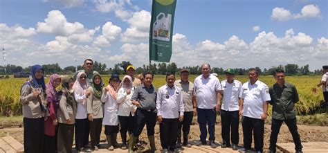 Berita BSIP Lampung Panen Bersama BSIP Lampung PT GGP Dalam