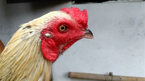 gambar paruh ayam  koleksi gambar