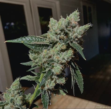 HazMat OG Archive Seed Bank Cannabis Strain Gallery