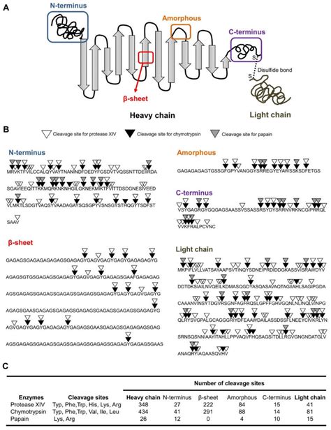 Two Dimensional Schematic Illustration Of Silk Structure Including The