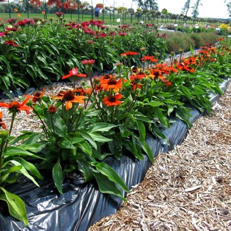 Echinacea KISMET Intense Orange TERRA NOVA Nurseries Inc