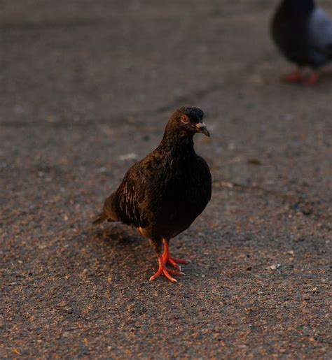 Close up of Pigeon · Free Stock Photo