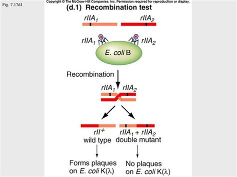 Ppt Anatomy And Function Of A Gene Dissection Through Mutation