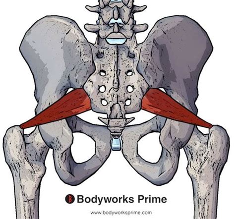 Piriformis Muscle Flashcards Bodyworks Prime