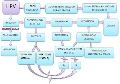 Mecanismos Moleculares Vph Virus Del Papiloma Humano