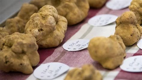 Tartufo Bianco D Alba Prezzi Alle Stelle Si Parte Da Euro L Etto