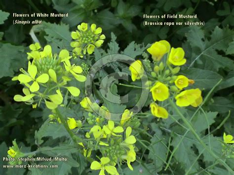 Sinapis alba (White Mustard) : MaltaWildPlants.com - the online Flora ...