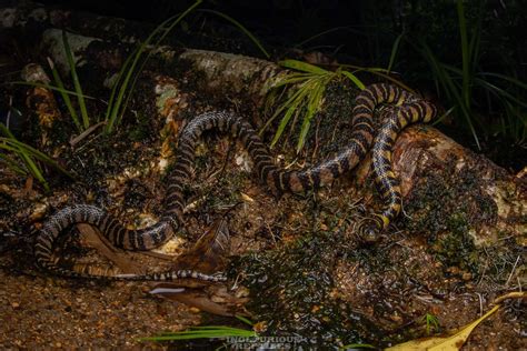 Banded Stream Snake In May By Artur Tomaszek Inaturalist