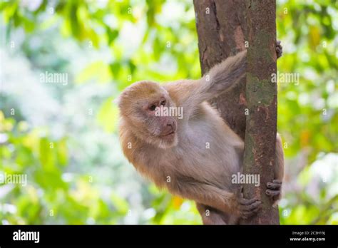 Monkey Monkey Sitting In Tree Hi Res Stock Photography And Images Alamy