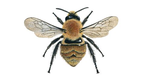 Bee Identification Guide Friends Of The Earth